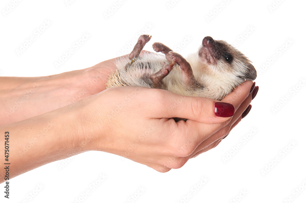 Woman holding cute hedgehog on white background