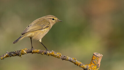 always free common chiffchaff