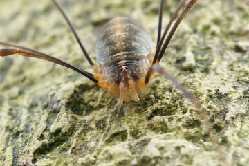 Wall Mural - Closeup on Canestrinii's harvestman, Opilio canestrinii, sitting