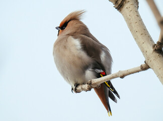 bird on tree