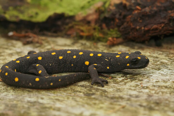 Canvas Print - Full body closeup on a beautiful , terrestrial adult Anatolian spotted newt, Neurergus strauchii