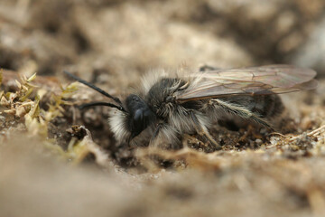 Canvas Print - Closeup on a fluffy male of the endangered Early dawn mining bee, Andrena nycthemera