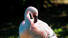 Flamingo Stylish Portrait