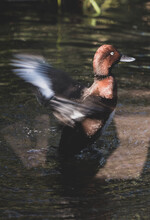Duck Splashing Water