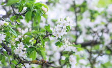Apple Tree Blossom At Spring
