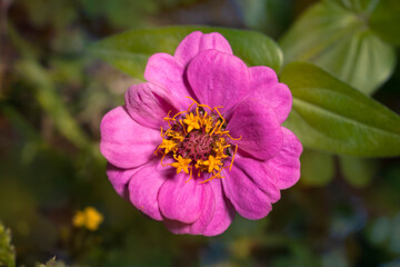 Wall Mural - Beautiful zinnia flower  in the garden with selective focus and blurred background. Place for text. Top view.