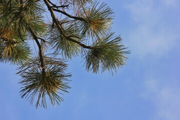 pine tree branches