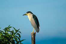 Night Heron Adult (Nycticorax Nycticorax) Perching In A Tree