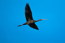 A Glossy Ibis Plegadis Falcinellus Flying In The Sky