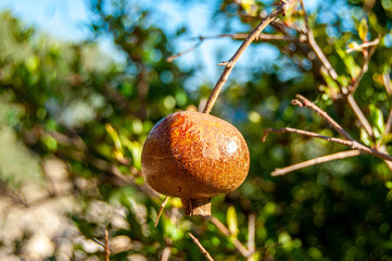 Sticker - Pomegranate bearing of a tree