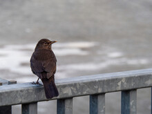 Common Eurasian Blackbird Female On Urban Metal Fence.
