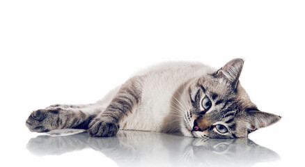 Wall Mural - A sad Thai cat lies on a white background