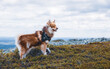 A herding dog on top of a fell in Finnish Lapland. Cloudy summer day.