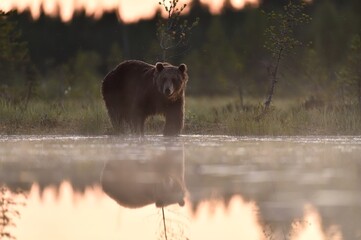 Wall Mural - brown bear at misty summer night in bog with forest background