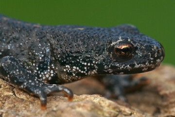 Wall Mural - Detailed closeup of the head of a terrestrial Balkan crested newt, Triturus ivanbureschi