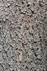 Judas tree