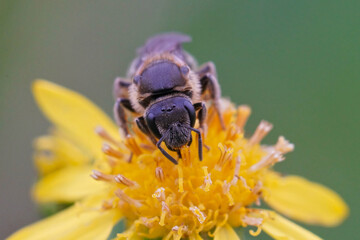 Wall Mural - Frontal closeup of a female furrow bee , Lasioglossum on a yellow flower