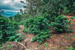 Coffee bushes in Dominican republic with hill view