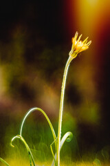 Wall Mural - vertical selective focus shot of an unbloomed yellow dandelion