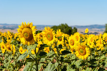 Summer Sunflower Field And Blue Sky Natural Background