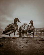 Ducks On Lake Annecy