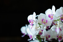 Closeup Of Delicate Orchid Flower Blossoms