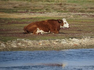 brown and white cow resting by the river