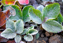 Strawberry Leaves Covered With Frost In The First Autumn Frosts, Abstract Natural Background. Green Leaves Of Plants Covered With Frost, Top View. Late Autumn, The Concept Of Frost