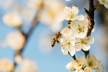 Sticker - Closeup shot of a bee on a blooming tree in a garden