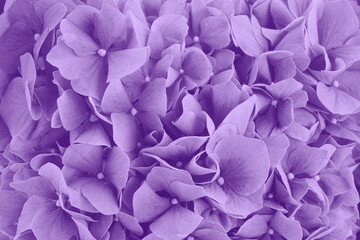  Lilac hydrangea flower, also called hortensia, bright nature background for wallpaper or web design. Floral texture. Color Of The Year 2022 - Very Peri.