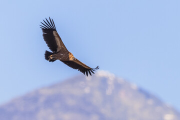 Canvas Print - Griffon Vulture in flight against Mountain backdrop