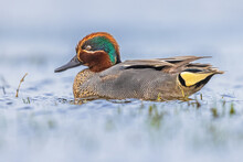 Male Common Teal Swimming In Wetland