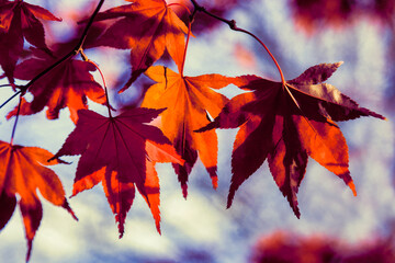 Wall Mural - Bright red Acer leaves in the autumn sunshine