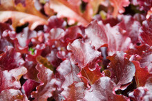 Red Lettuce Leaves, Shallow Depth Of Field