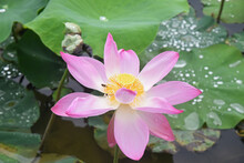 Blooming Pink Lotus And Lotus Seed Capsule On A Background Of Leaves In A Pond