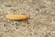 Closeup Of The Orange Footman Moth , Eilema Sororcula