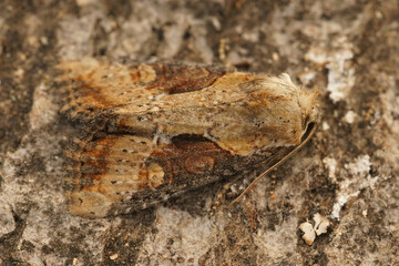 Poster - Closeup of the  double lobed moth, Lateroligia ophiogramma