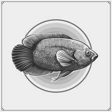 Oscar Fish Emblem. Black And White Realistic Graphics.