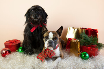 Two dogs  Boston Terrier e Little Schnauzer next to a gifts, balls ,artificial snow. Merry Christmas greetings from the dogs