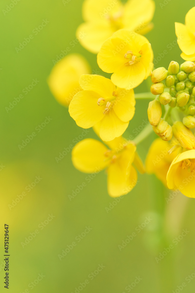 菜の花の花びらのクローズアップ の Stock フォト | Adobe Stock