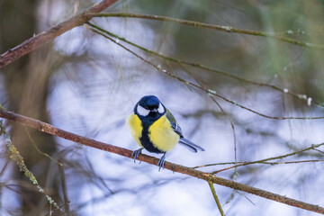 Sticker - Great tit sitting on tree branch in the forest