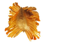 DRY COMBRETUM SEED ON A WHITE BACKGROUND