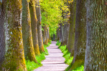 Beautiful Tree Lined Alley With Oak Trees At Springtime