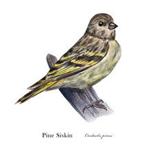 Pine Siskin. Watercolor Bird Illustration Isolated On White Background.