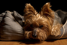 Portrait Of Yorkshire Terrier Lying On His Bed Ready To Sleep.