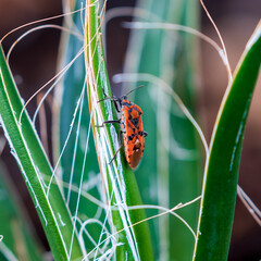 Poster - Spilostethus Pandurus sitting on a american filamentous agave.