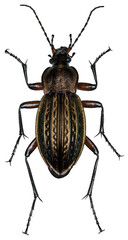 Sticker - Carabus cancellatus beetle specimen