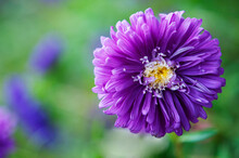 One Purple Aster Close Up, Blurred Background