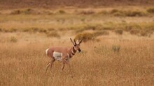 Pronghorn In Yellowstone National Park In Wyoming