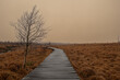 A boardwalk leads through the moor landscape of the High Fens nature reserve in Belgium